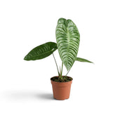 Kompaktes Anthurium veitchii mit einem breiten, stark gerippten Blatt, von vorn