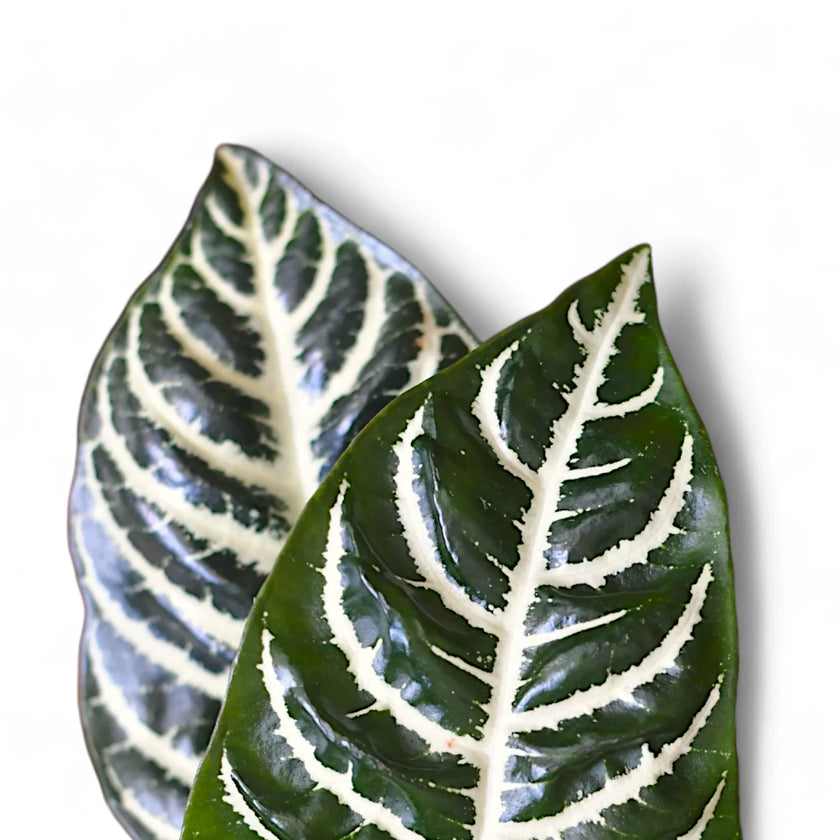 Nahaufnahme eines Blatts von Aphelandra squarrosa vor weißem Hintergrund.