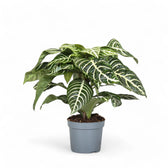 Aphelandra squarrosa – Zimmerpflanze im Kulturtopf auf weißem Hintergrund, Produktfoto 2.