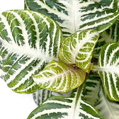 Aphelandra squarrosa 'Curly White' close-up of leaf on white background.