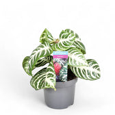 Aphelandra squarrosa 'Curly White' potted plant in nursery pot on white background.