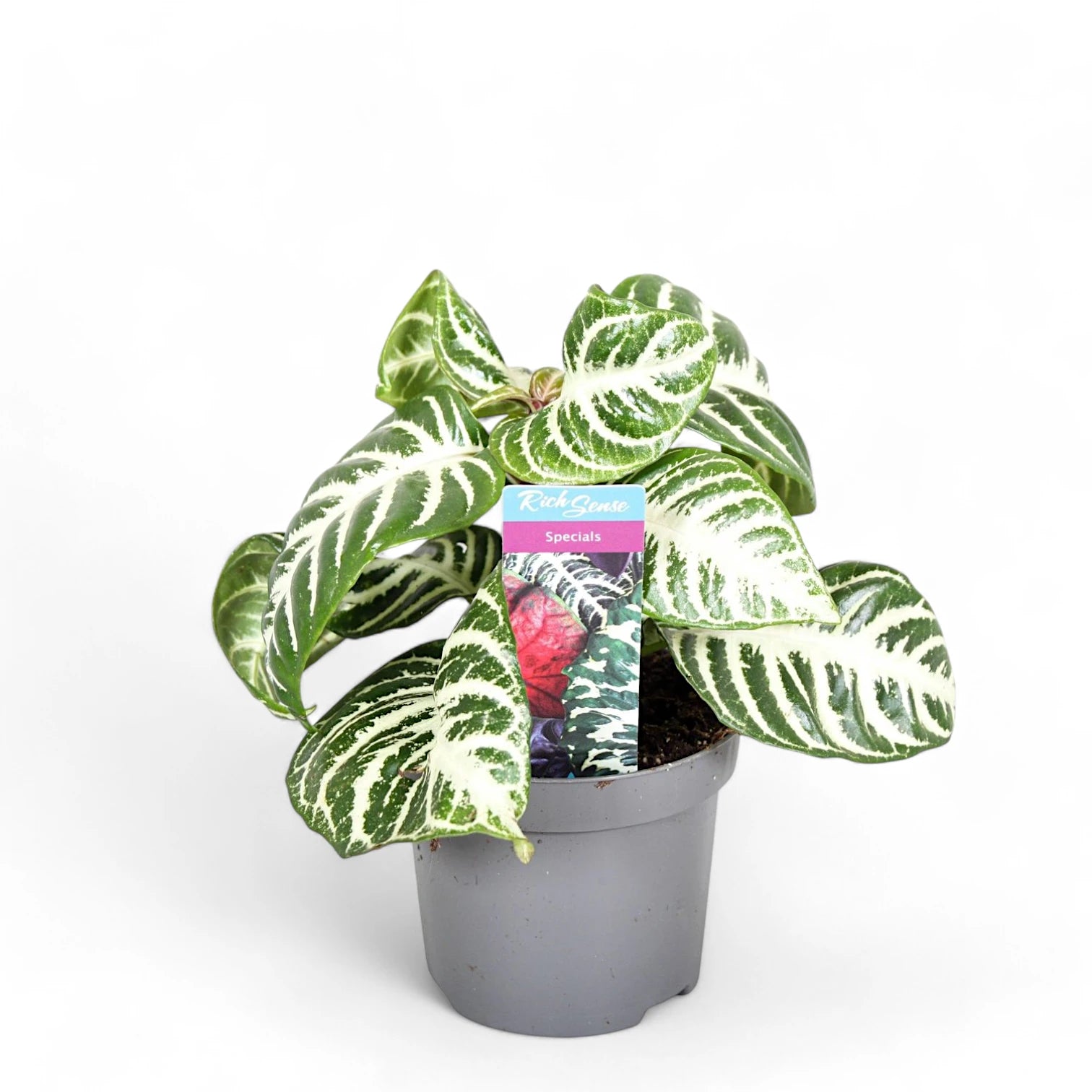 Aphelandra squarrosa 'Curly White' potted plant in nursery pot on white background.