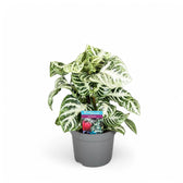 Aphelandra squarrosa 'Curly White' potted plant in nursery pot on white background.