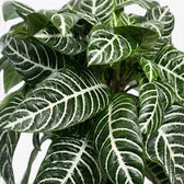 Aphelandra squarrosa foliage close-up with bold white leaf veins.