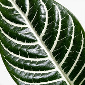 Aphelandra squarrosa foliage close-up with bold white leaf veins.