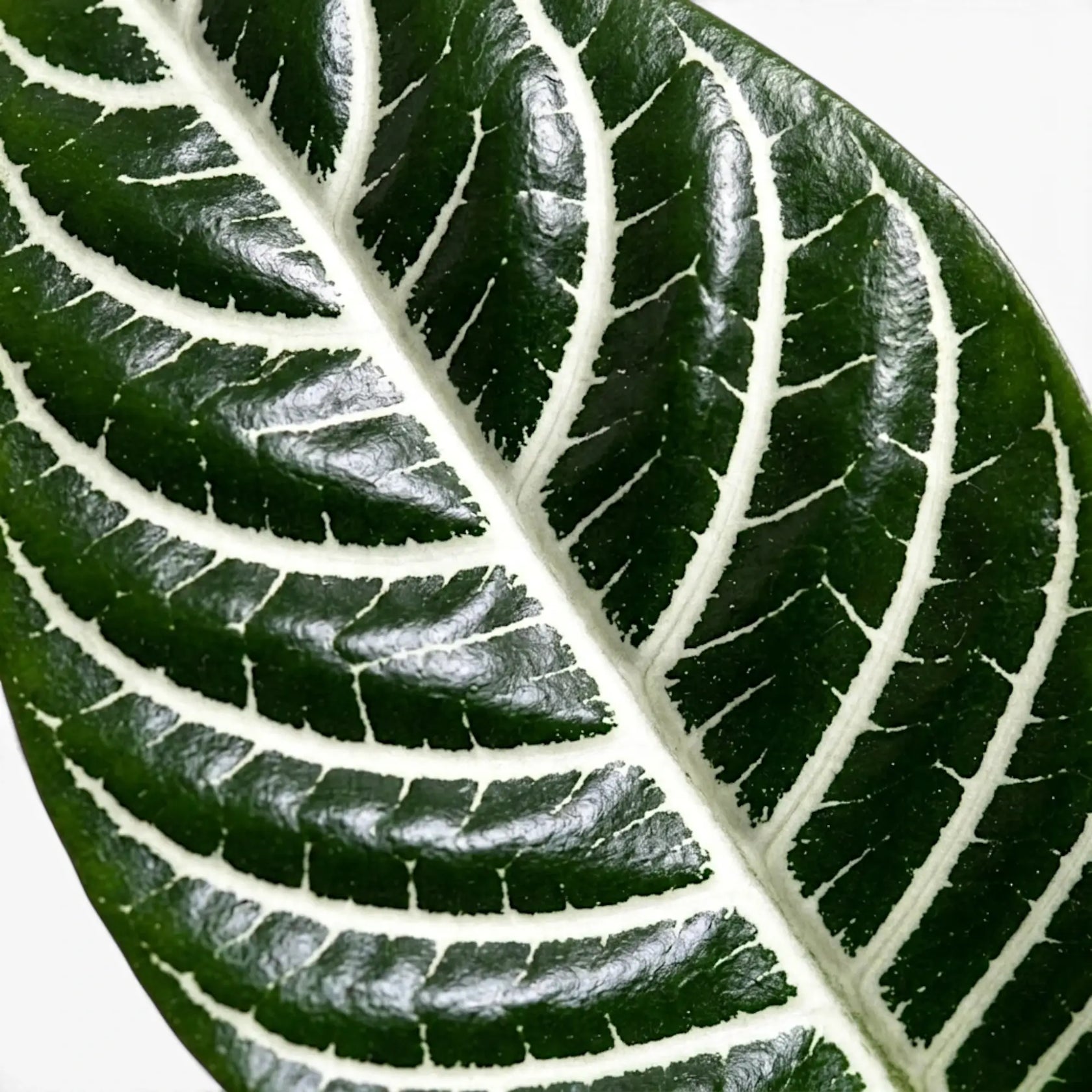 Aphelandra squarrosa foliage close-up with bold white leaf veins.