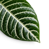 Aphelandra squarrosa foliage close-up with bold white leaf veins.