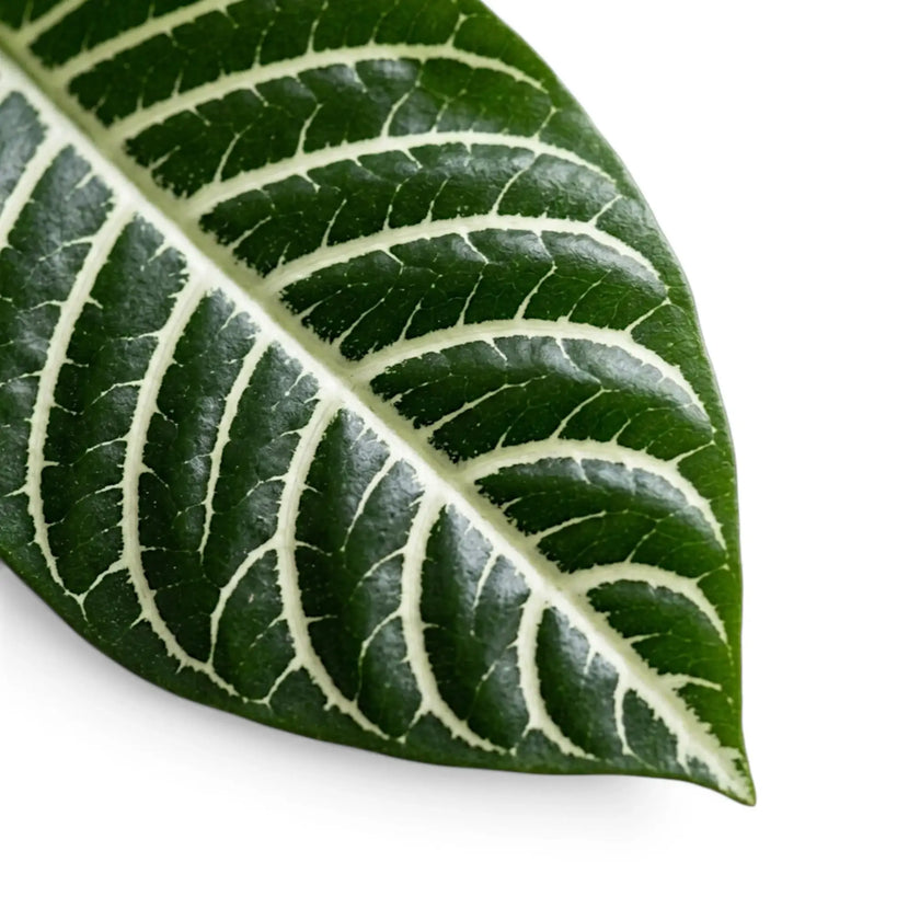 Aphelandra squarrosa Nahaufnahme mit kräftigen weißen Blattadern.