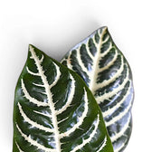 Aphelandra squarrosa foliage close-up with bold white leaf veins.