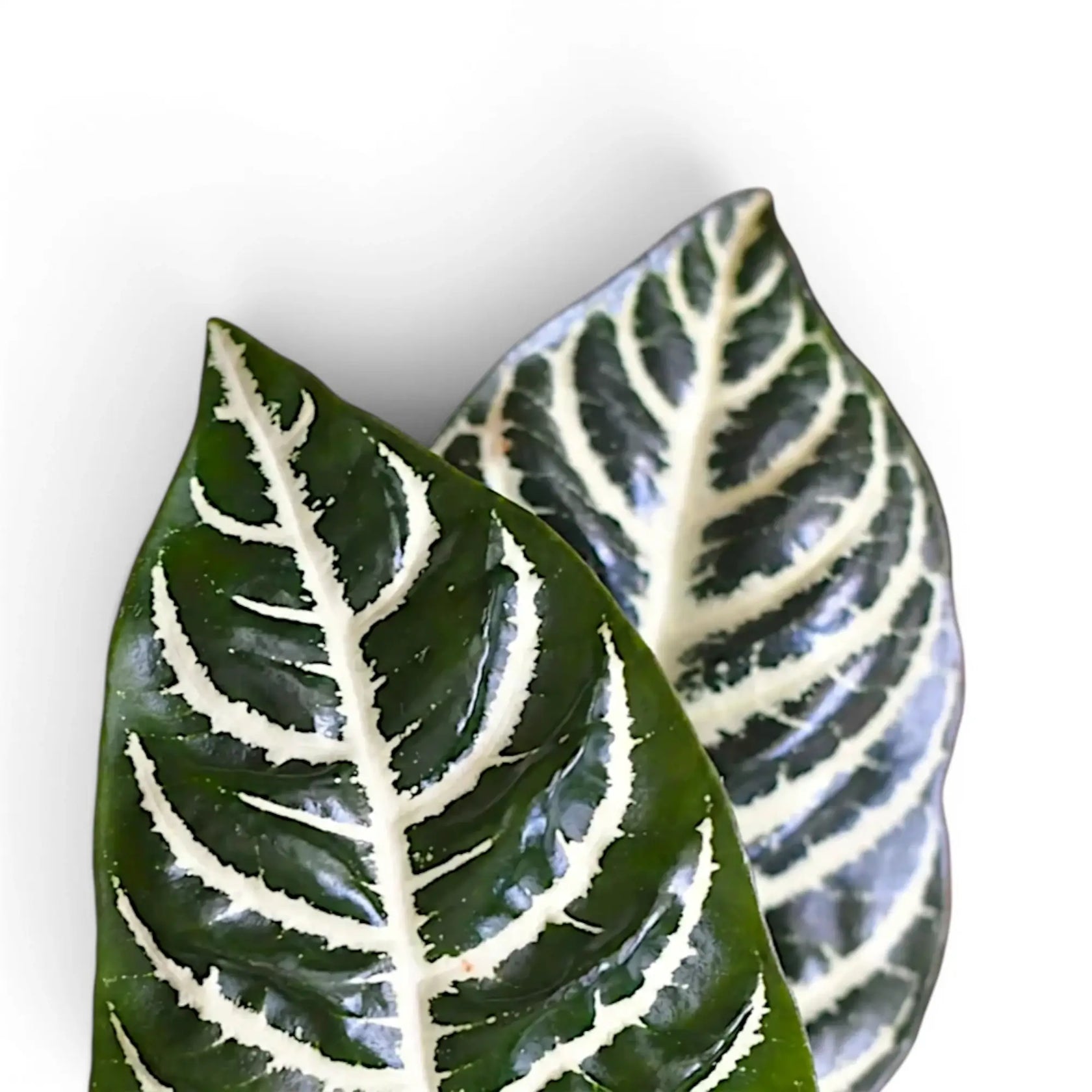Aphelandra squarrosa foliage close-up with bold white leaf veins.