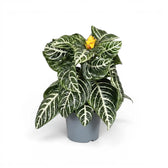 Aphelandra squarrosa zebra plant with white-veined leaves in a nursery pot.