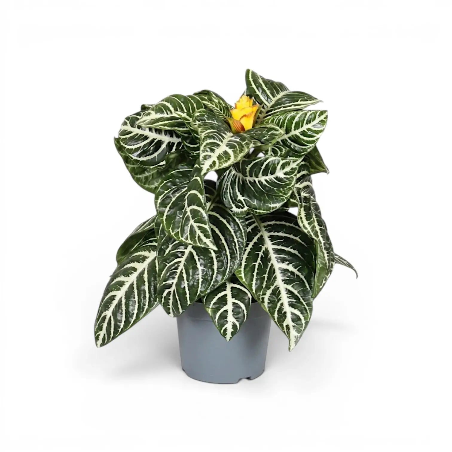 Aphelandra squarrosa zebra plant with white-veined leaves in a nursery pot.