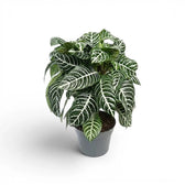 Aphelandra squarrosa zebra plant with white-veined leaves in a nursery pot.