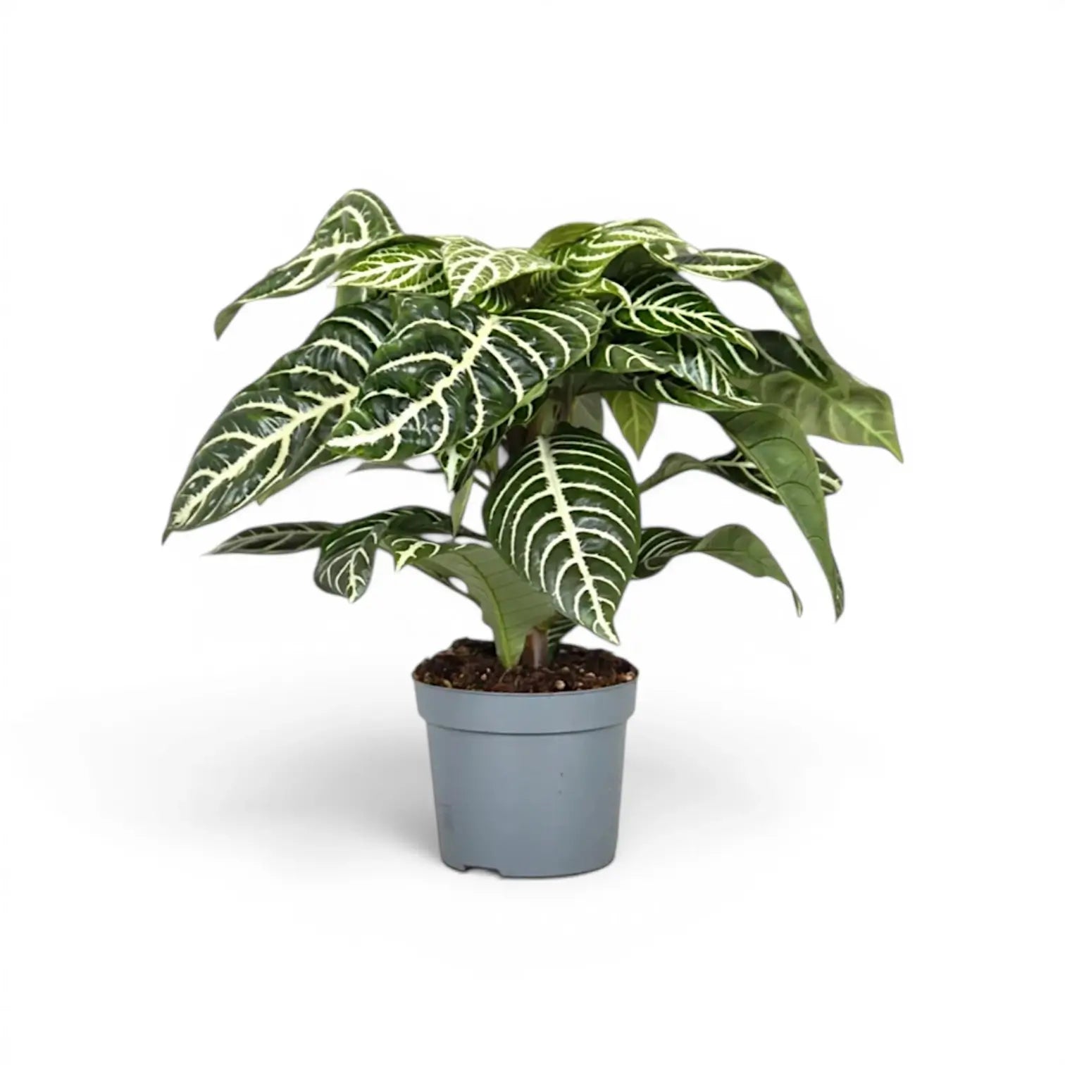 Aphelandra squarrosa zebra plant with white-veined leaves in a nursery pot.