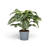 Aphelandra squarrosa zebra plant with white-veined leaves in a nursery pot.