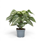 Aphelandra squarrosa zebra plant with white-veined leaves in a nursery pot.