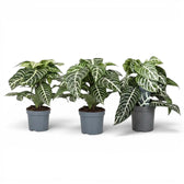 Aphelandra squarrosa zebra plant with white-veined leaves in a nursery pot.
