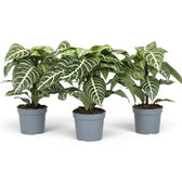 Aphelandra squarrosa zebra plant with white-veined leaves in a nursery pot.