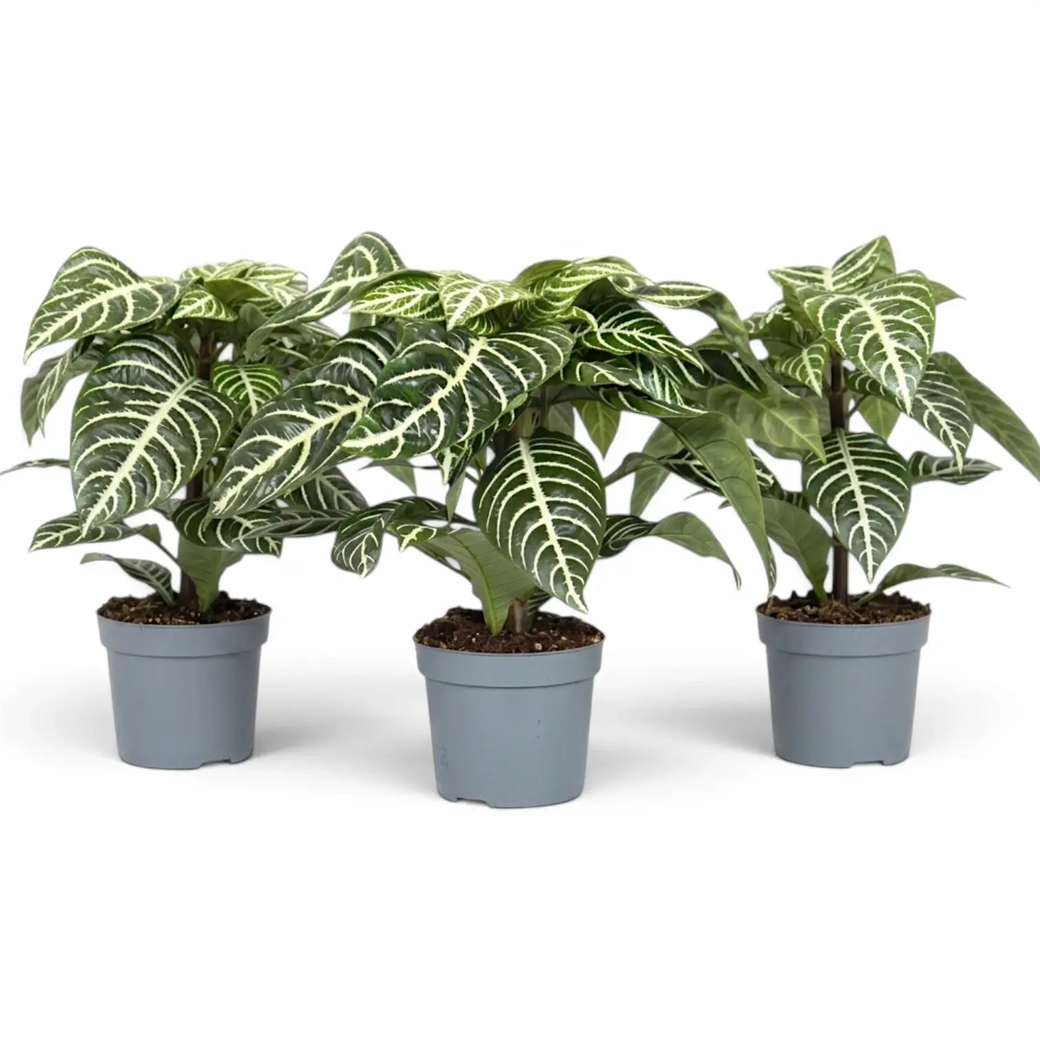 Aphelandra squarrosa zebra plant with white-veined leaves in a nursery pot.