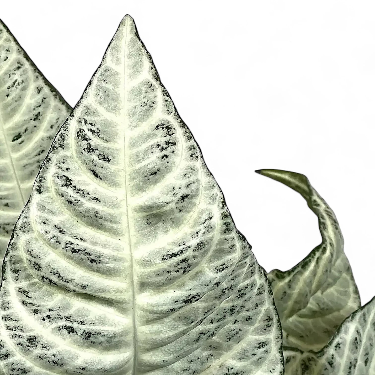 Aphelandra squarrosa 'White Wash' leaf close-up on white background.