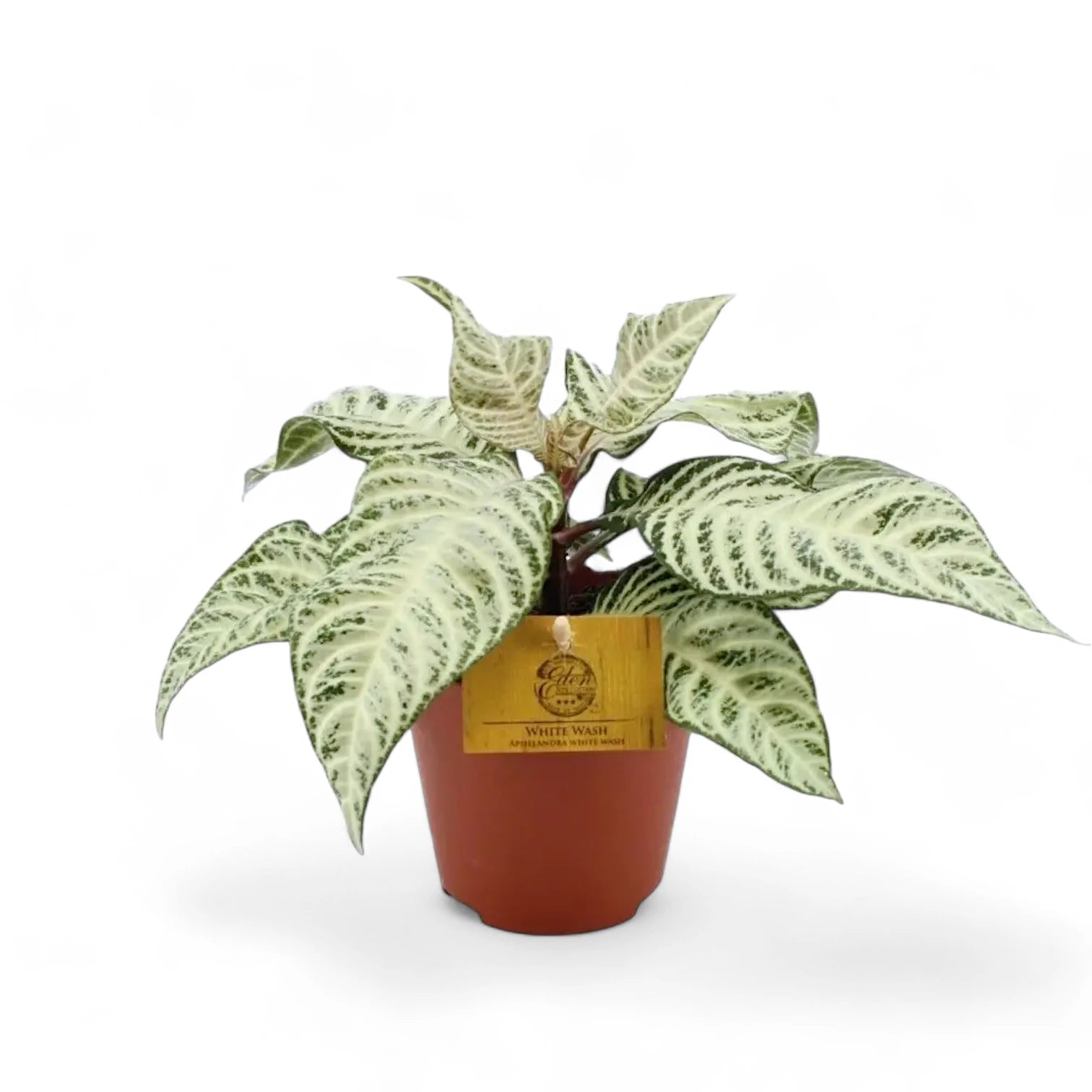 Aphelandra squarrosa 'White Wash' potted plant in nursery pot on white background.