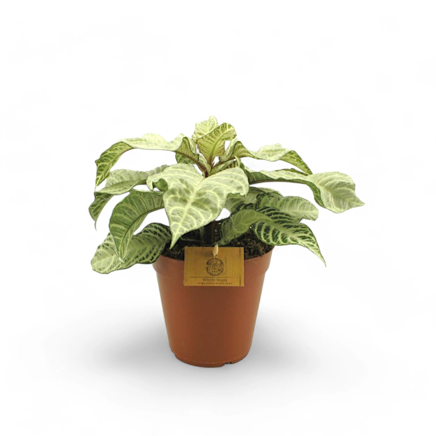 Aphelandra squarrosa 'White Wash' potted plant in nursery pot on white background.