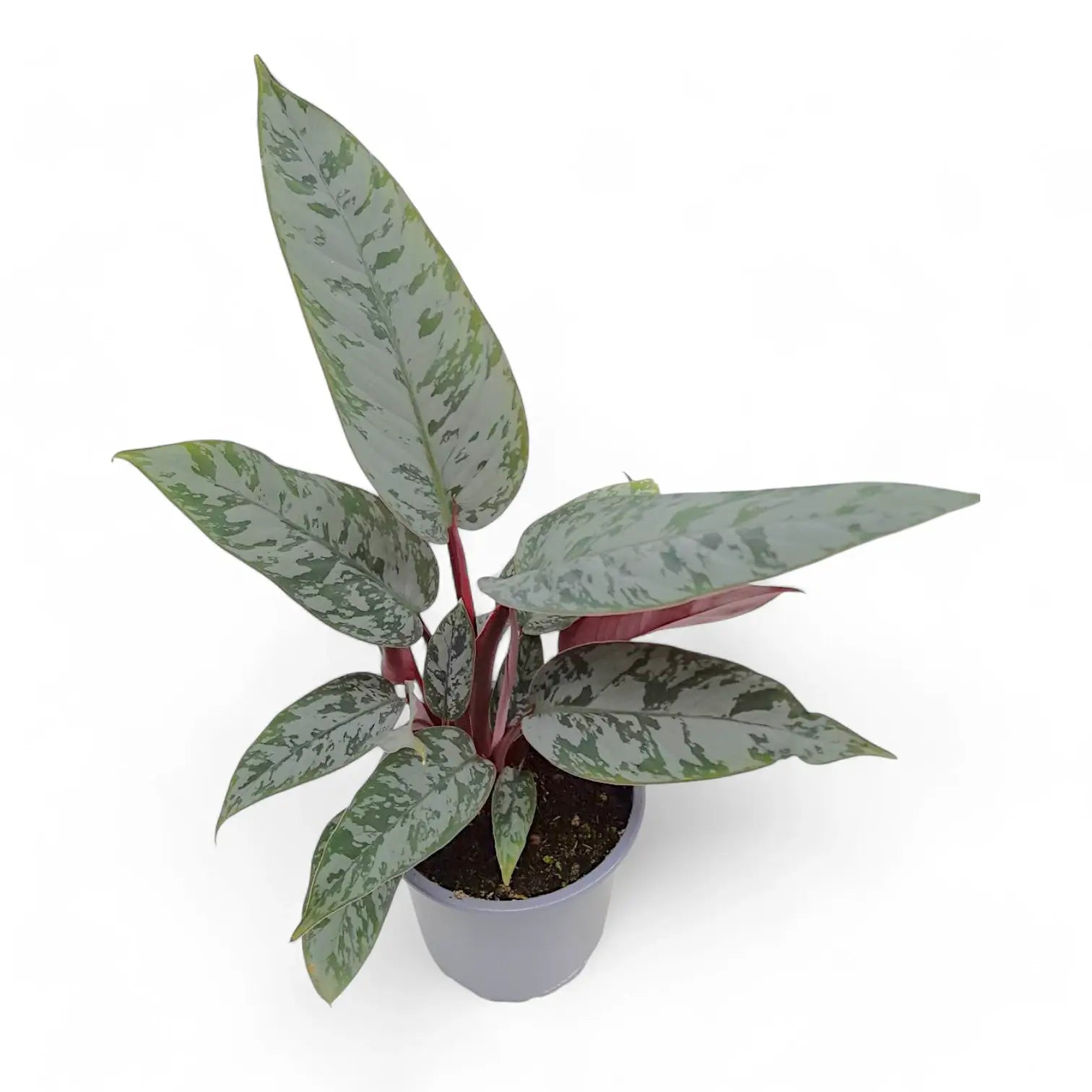 Apoballis acuminatissima 'Lavallaei' ('Purple Sword') potted plant in nursery pot on white background.