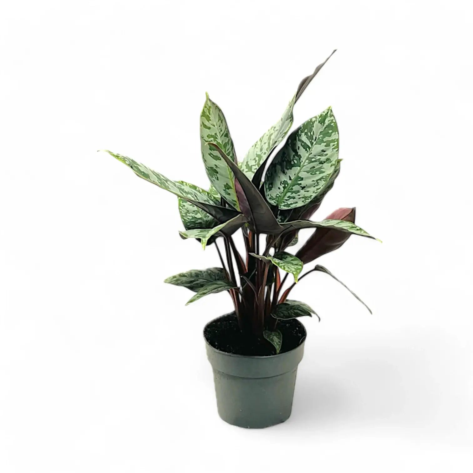 Apoballis acuminatissima 'Lavallaei' ('Purple Sword') potted plant in nursery pot on white background.