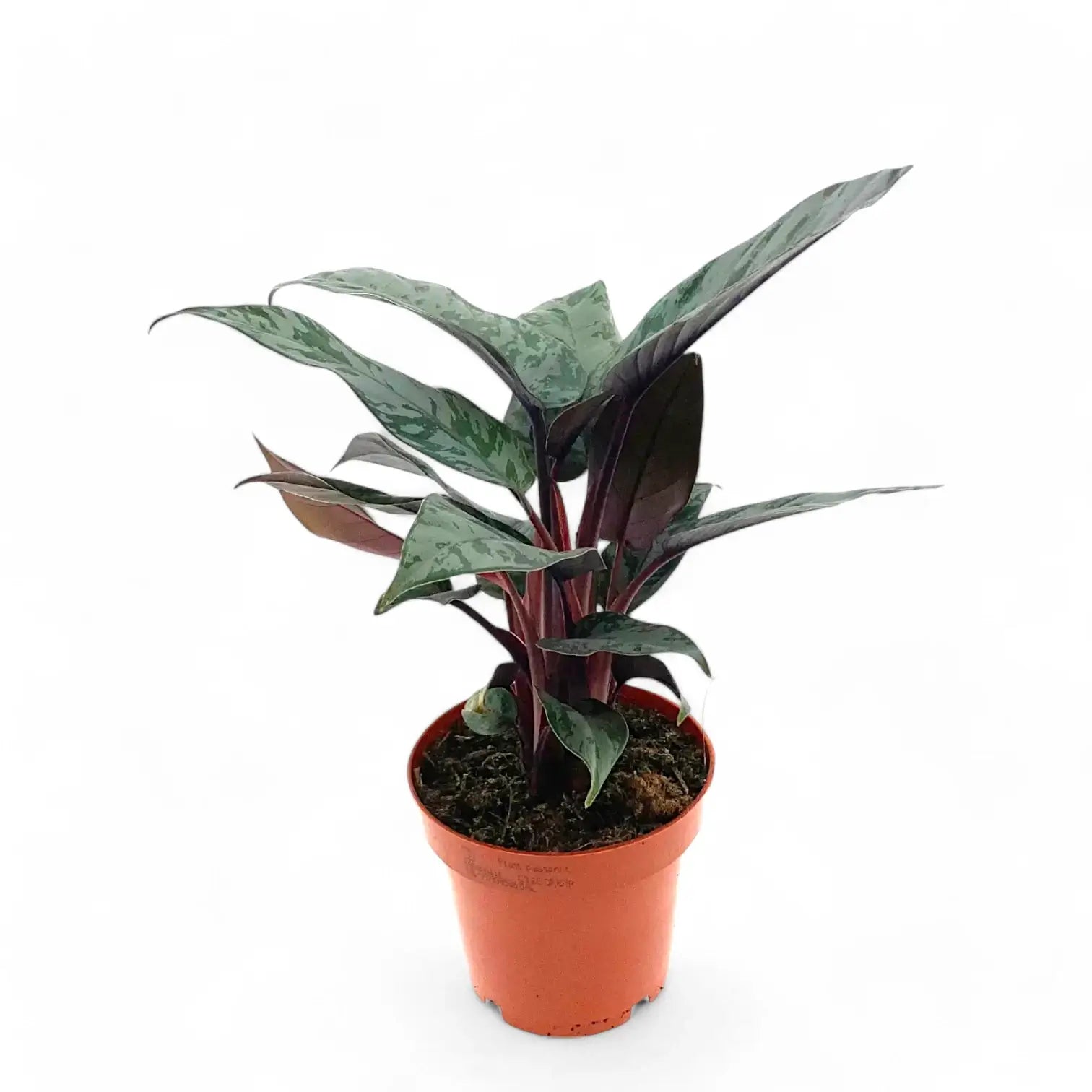 Apoballis acuminatissima 'Lavallaei' ('Purple Sword') potted plant in nursery pot on white background.