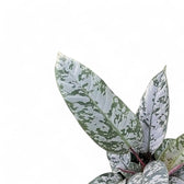 Apoballis acuminatissima 'Lavallaei' ('Purple Sword') – Zimmerpflanze im Kulturtopf auf weißem Hintergrund, Produktfoto 6.