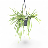 Aporocactus 'Melanie' potted plant in nursery pot on white background.