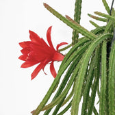 Close-up of Aporocactus 'Melanie' trailing stems.
