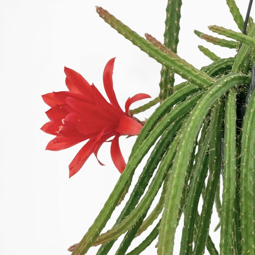 Nahaufnahme der hängenden Triebe von Aporocactus 'Melanie'.