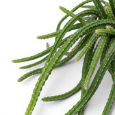 Close-up of Aporocactus 'Melanie' trailing stems.