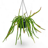 Aporocactus 'Melanie' hanging plant in a nursery pot.