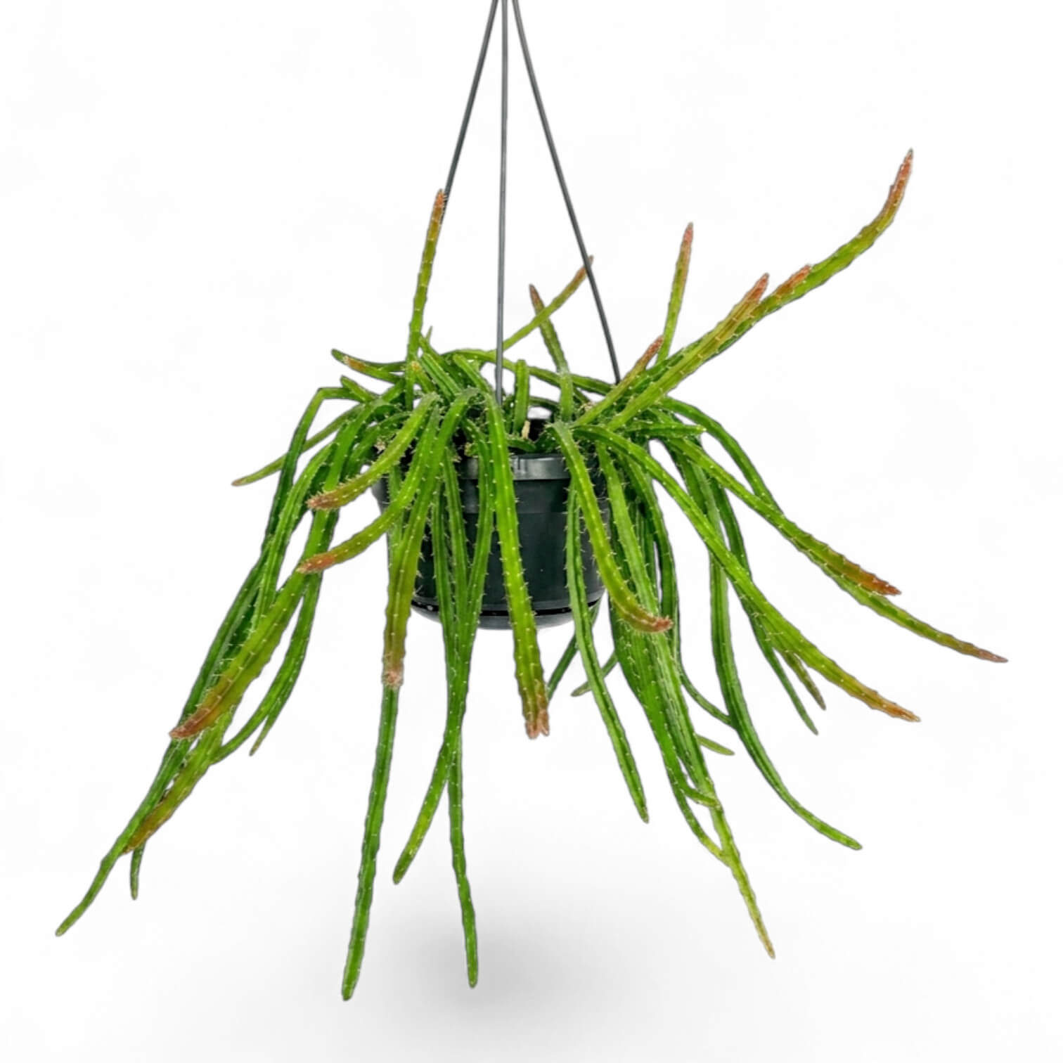 Aporocactus 'Melanie' hanging plant in a nursery pot.