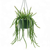 Aporocactus 'Melanie' hanging plant in a nursery pot.