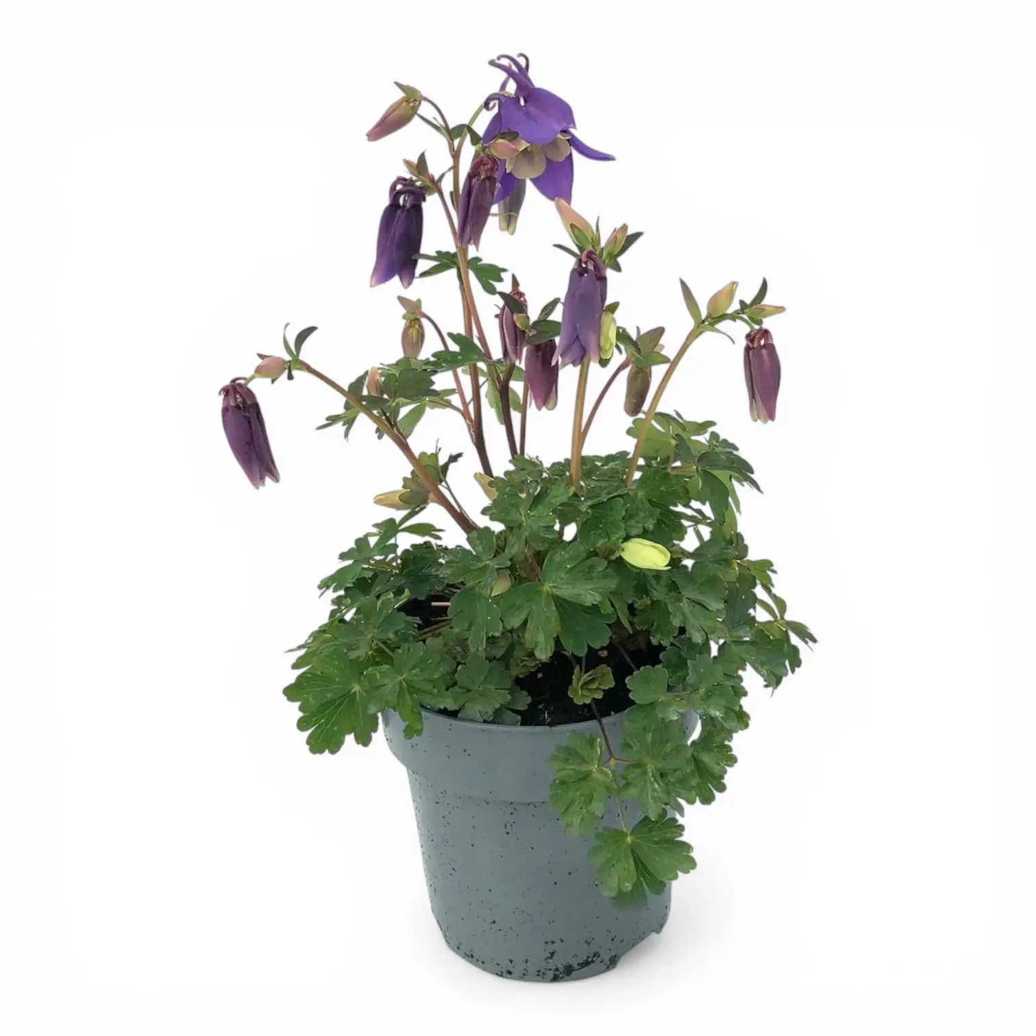Aquilegia caerulea 'Spring Magic Blue & White' – Nahaufnahme.