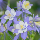 Aquilegia caerulea 'Spring Magic Blue & White' – Nahaufnahme.