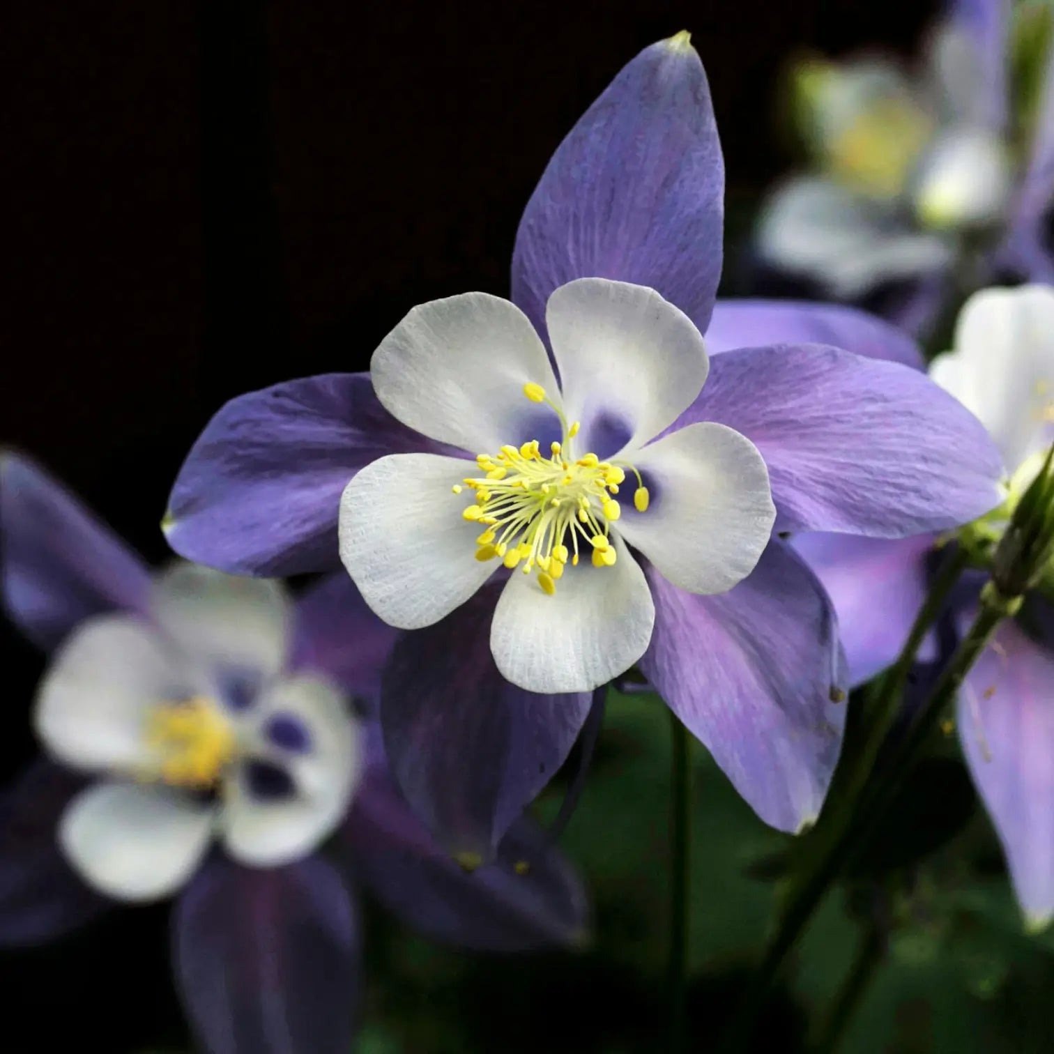 Aquilegia caerulea 'Spring Magic Blue & White' – Detailaufnahme.