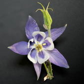 Aquilegia caerulea 'Spring Magic Blue & White' – Detailaufnahme.