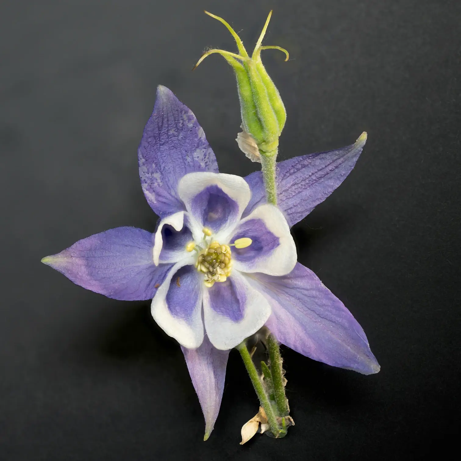 Aquilegia caerulea 'Spring Magic Blue & White' – Detailaufnahme.