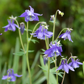 Aquilegia caerulea 'Spring Magic Blue & White' – Detailaufnahme der Pflanze.