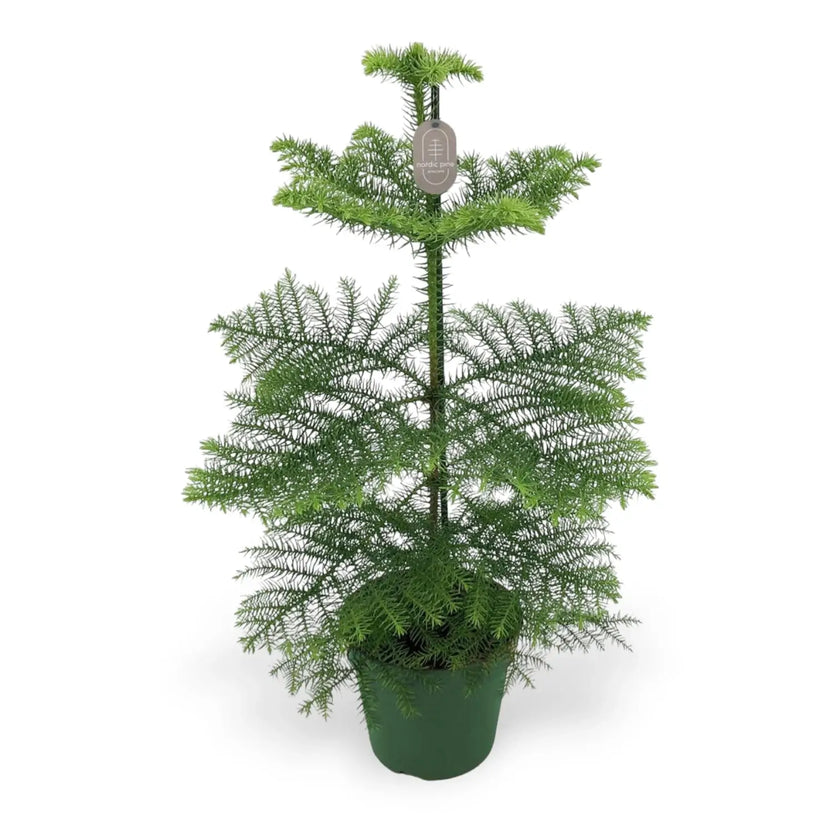 Norfolk Islund Pine (Araucaria heterophylla) Zimmerpflanze im Anzuchttopf vor weißem Hintergrund, Produktfoto 3.