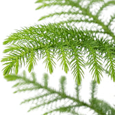 Blattdetail der Zimmertanne (Araucaria heterophylla) mit weichen grünen Nadeln.