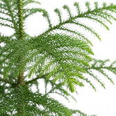 Blattdetail der Zimmertanne (Araucaria heterophylla) mit weichen grünen Nadeln.