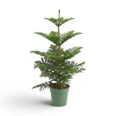 Große Zimmertanne (Araucaria heterophylla) im Kulturtopf.