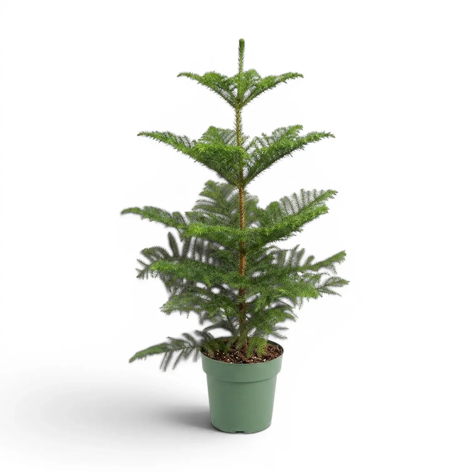 Große Zimmertanne (Araucaria heterophylla) im Kulturtopf.
