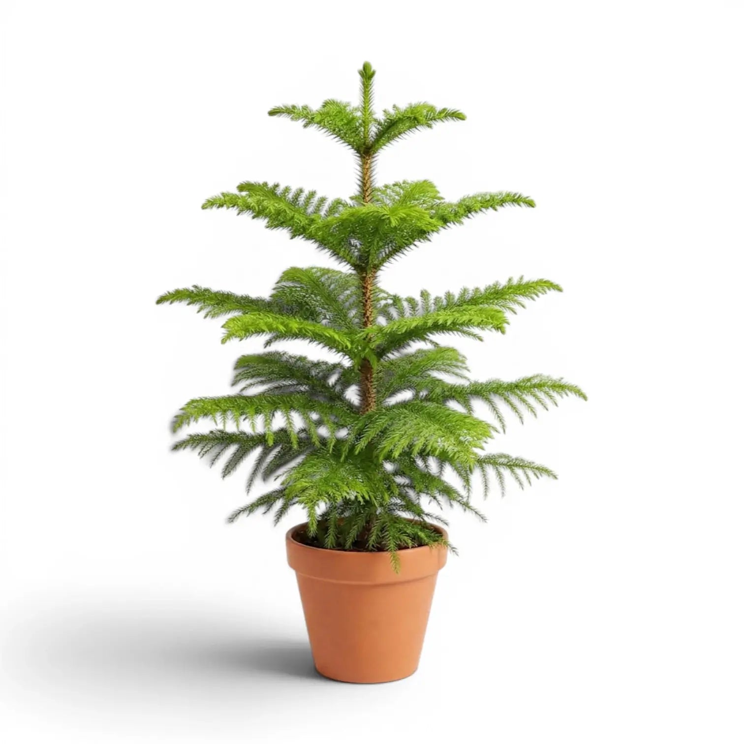 Große Zimmertanne (Araucaria heterophylla) im Kulturtopf.