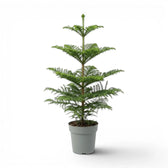 Große Zimmertanne (Araucaria heterophylla) im Kulturtopf.